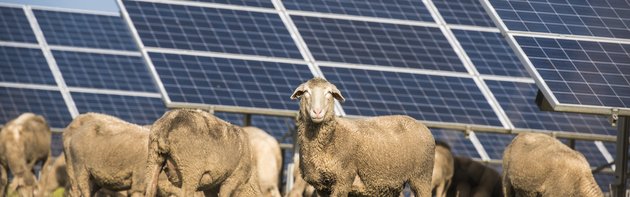 Eine Schafherde grast unter einer Freiflächen-Photovoltaikanlage